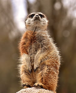 selective focus photography of red and white meerkat at daytime thumbnail