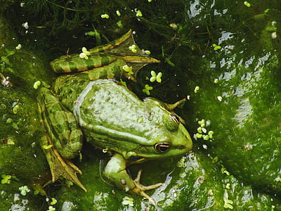 Green Frog thumbnail