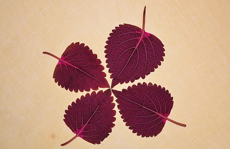 four purple leaves thumbnail
