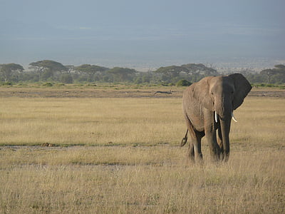 brown elephant walking daytime thumbnail