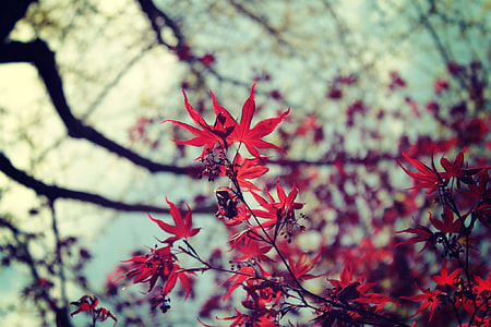 red Maple leaves thumbnail