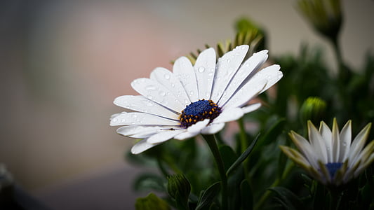 selective focus and closeup photography of white flowers thumbnail