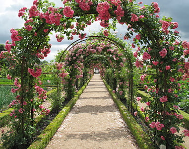 red petaled flower arch at daytime thumbnail