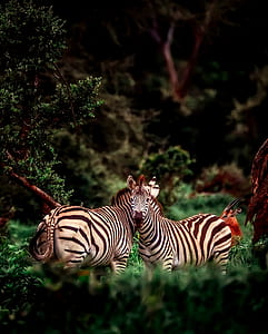 two zebra thumbnail