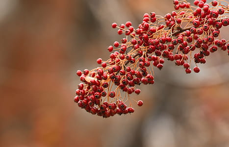 bunch of red fruits thumbnail