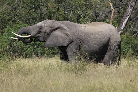 gray elephant standing on pasture at daytime thumbnail