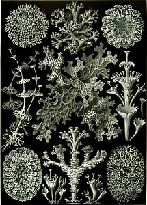 illustration of coral reefs thumbnail