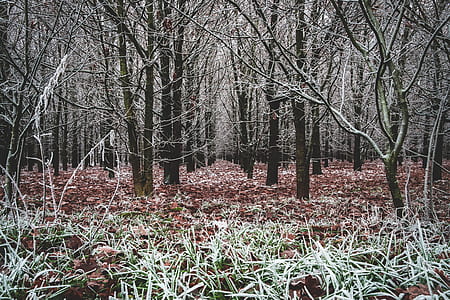 bare trees thumbnail