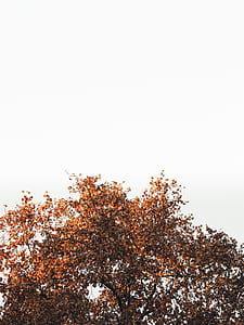 brown leafed tree thumbnail