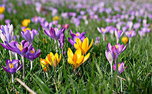 selective focus photography of yellow and purple flowers thumbnail