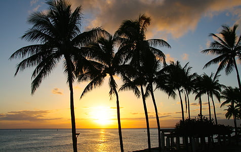 silhouette of palm trees during sunset thumbnail