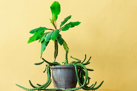 green plant thumbnail