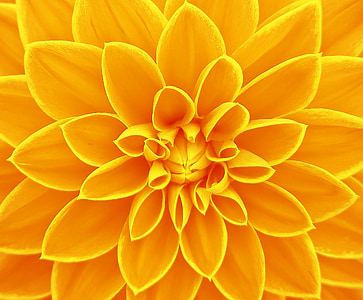 closeup photo of yellow petaled flower thumbnail