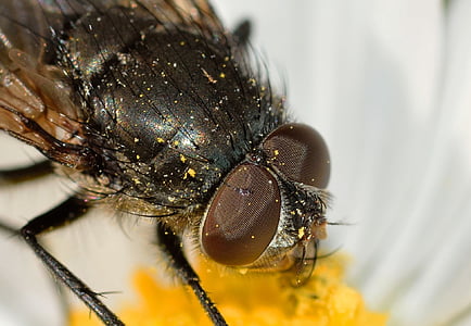 closeup photo of black fly thumbnail