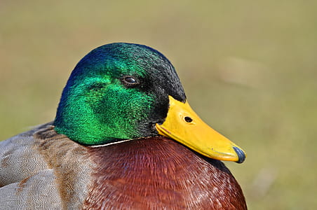 mallard duck under sunny sky thumbnail