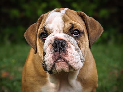 adult tan and white English bulldog on focus photo thumbnail