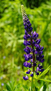 close up photography of purple petal flower thumbnail
