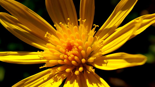 Yellow Flower Photo thumbnail