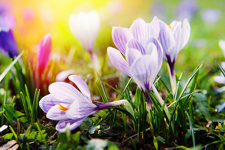 purple flowers thumbnail