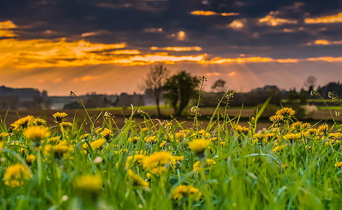 green grass and yellow flowers thumbnail