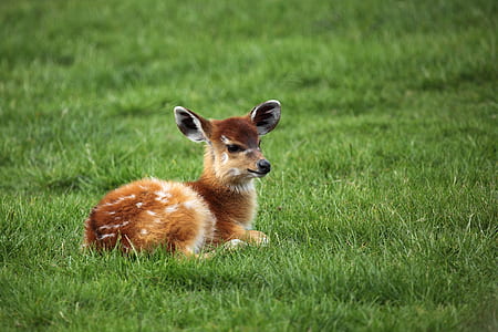 reindeer in green grass thumbnail