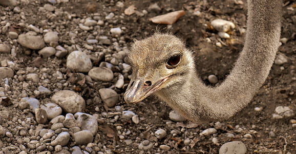 ostrich head near ground closeup photograhpy thumbnail