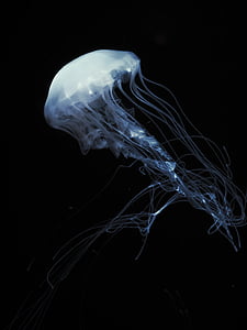 white jellyfish digital wallpaper thumbnail
