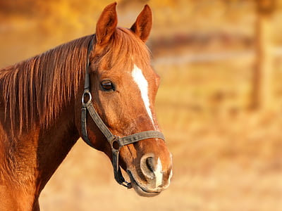 brown horse thumbnail