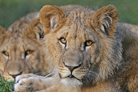 close up photography of lioness thumbnail