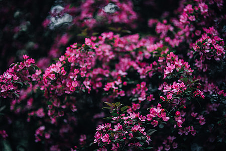Lovely pink flowers blooming from the tree branches thumbnail