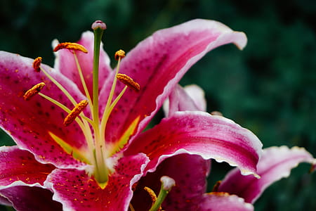 Pretty Pink Flower Photo thumbnail