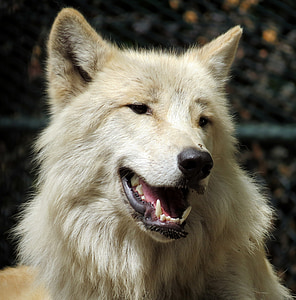 beige wolf dog selective focus photography thumbnail