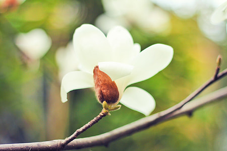 depth of field photography of a white orchid thumbnail