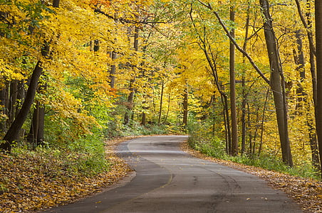 empty roadway between trees thumbnail