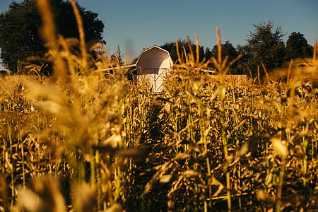 wheat field beside white wooden house thumbnail