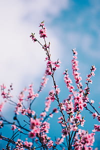 pink flowers during daytime thumbnail