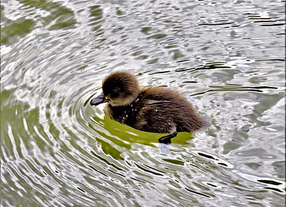 brown duckling swimming on body of water during daytime thumbnail