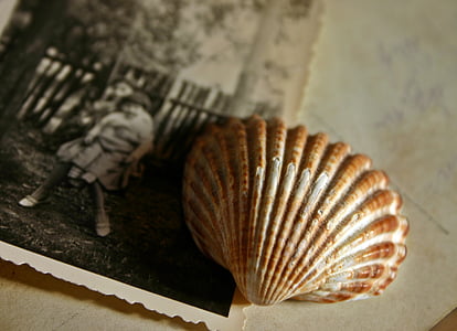 brown sea shell on photo thumbnail
