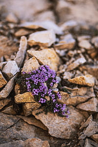 purple flowers thumbnail