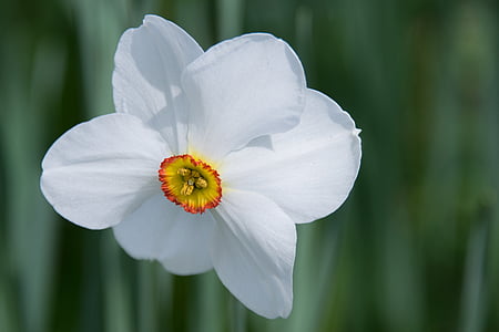 selective focus photo of white petaled flower thumbnail