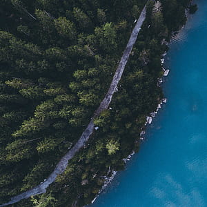 bird's-eye view of forest thumbnail