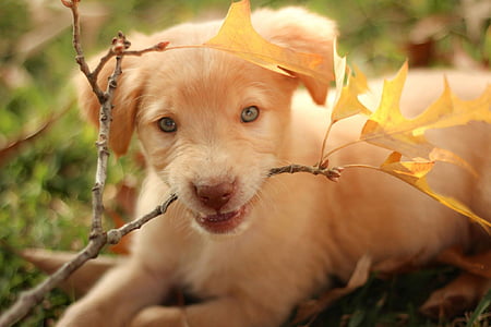 short-coated white and brown puppy biting a stick during daytime thumbnail