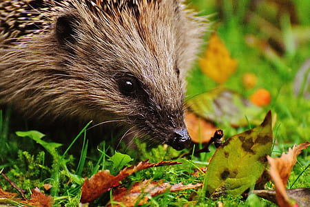 close-up of brown rodent on green grass thumbnail