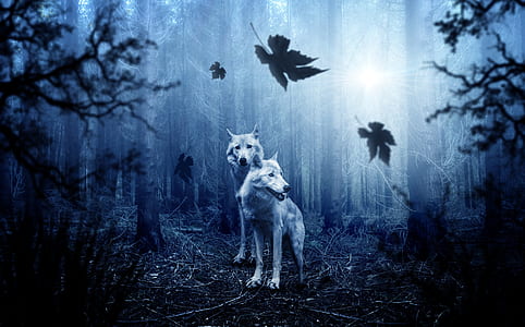 two wolves in forest photo thumbnail