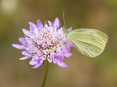 yellow butterfly on white and purple flower thumbnail