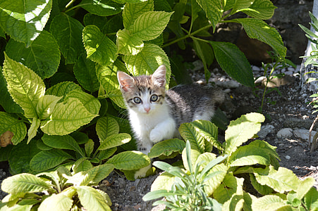 kitten walking under green leafed tree thumbnail