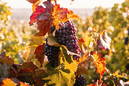 Vineyards at sunset in autumn harvest. Ripe grapes in fall. thumbnail