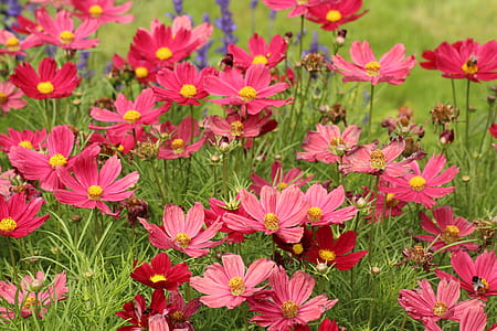 bed of pink petaled flowers thumbnail