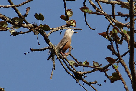Starling, Malabar White-Headed Starling thumbnail