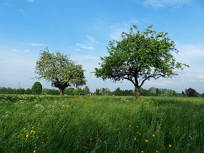 green tree on grass field during daytime thumbnail